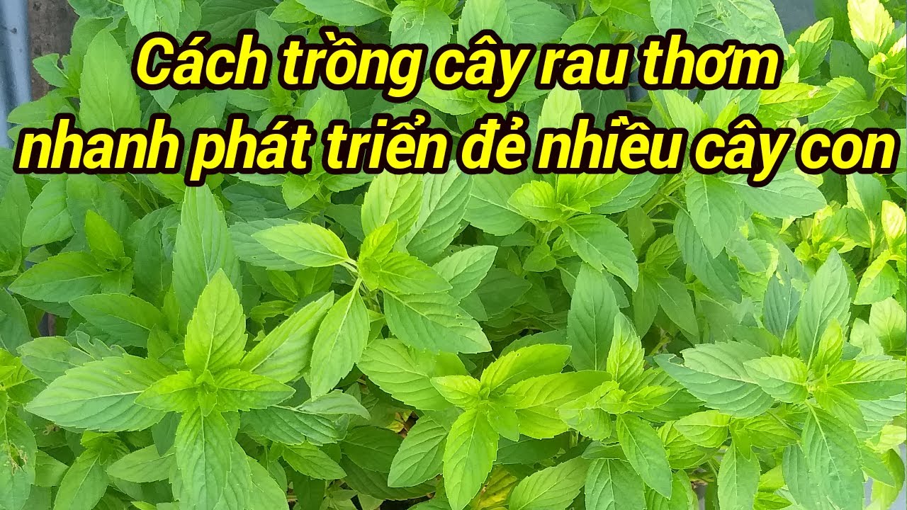 Cách trồng rau húng cây (rau thơm) - YouTube