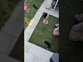 Just Another Day in the Garden 🐾☀️ | Cat CCTV