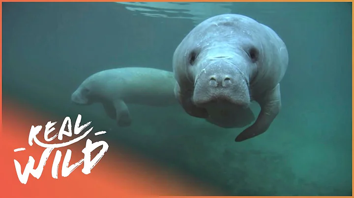 Is It Too Late For The Manatees? (Wildlife Documentary) | The Blue Realm | Real Wild - DayDayNews