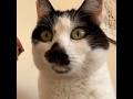 Sam Sam loves affection #cats #shorts