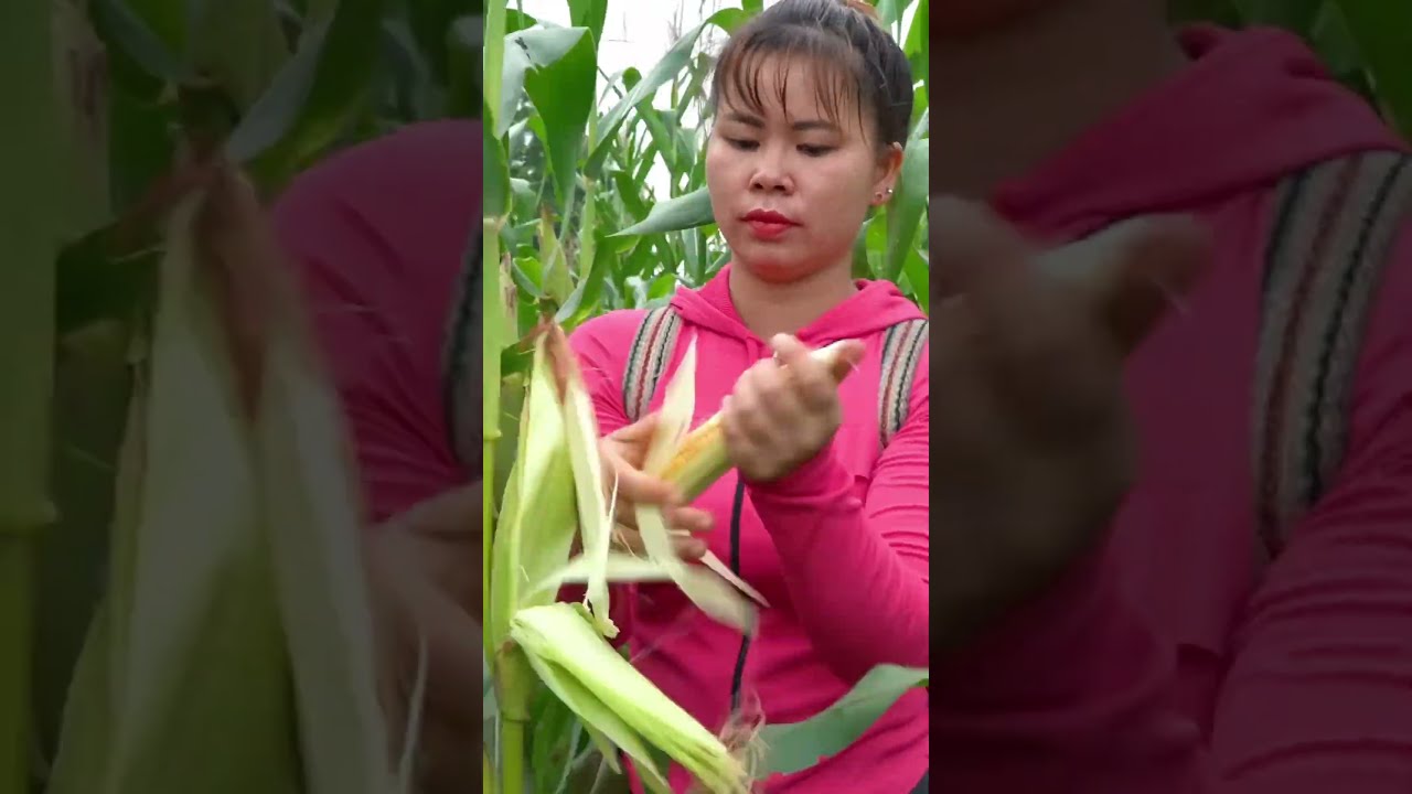 Hardworking Village Girl Harvesting Corn