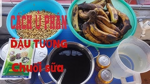 So sánh dịch chuối và chế phẩm đỗ tương