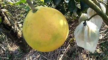 Bưởi Đào Đường Hồ Cấm Sơn Lục Ngạn Bắc Giang