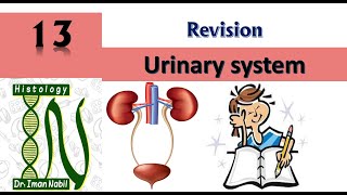 Urinary system revision-Histology