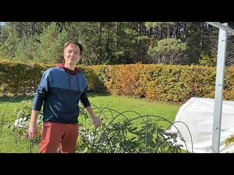 Инжир в открытом