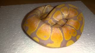 Famous 2015 Ball Python Pick Up Unboxing @ Queen City Constrictors Wealth