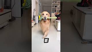 Aynada Kendine Aşık Olan Köpek