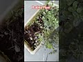 पुदीना लगाने का सबसे अच्छा समय #pudina #gardening #balconygarden #plants #shortfeed #shorts #yt