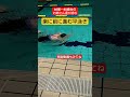 60歳~80歳台のお姉さん達が挑む『楽に前に進む平泳ぎ』