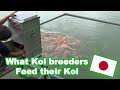 Koi feeding in Japan | What Koi breeders feed their Koi [KOI FEEDING GUIDE]