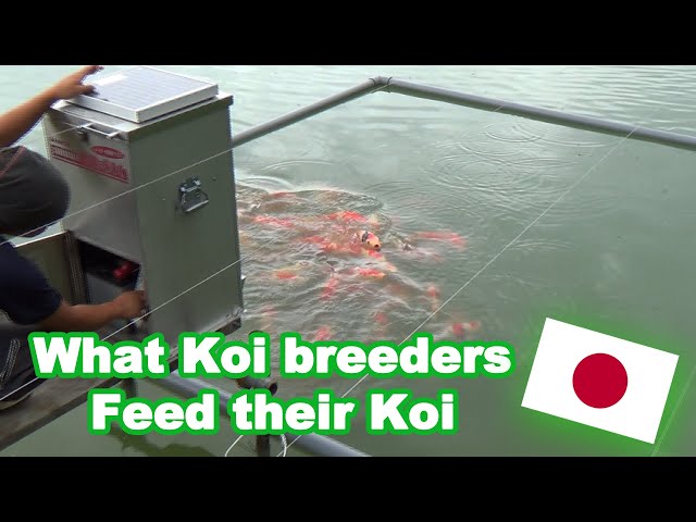 Koi feeding in Japan | What Koi breeders feed their Koi [KOI FEEDING GUIDE] class=