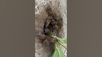 Tổ ong làm trong cột điện làm sao để lấy mật #shortvideo #thưgiãn