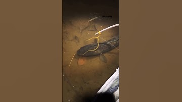 Cá Lớn - bắt Lóc Khủng bằng thòng lọng 🤩 #khacthuyvlogg