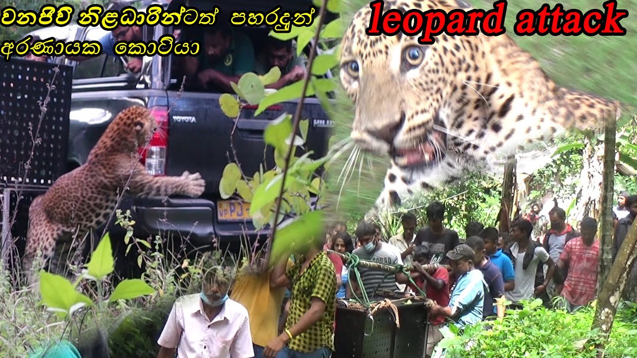 leopard attack in wildlife officers / leopard attack  srilanka 2020 / leopard in srilanka