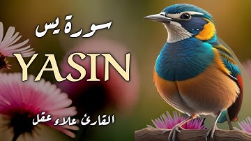 سورة يس كاملة بصوت القارئ علاء عقل | Surah yasin full by Sheikh Alaa Aqel