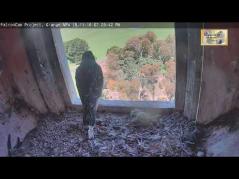 14:10-mell-fledges-falcon-peregrines-orange-nsw-18-nov-2016