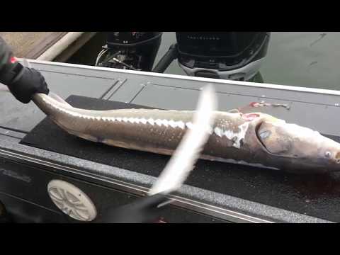 Video: How To Butcher A Sturgeon