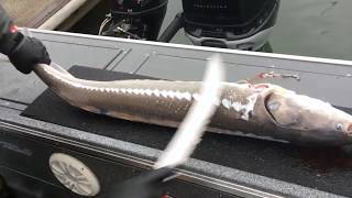 How to Fillet a Keeper Sturgeon from the Columbia River