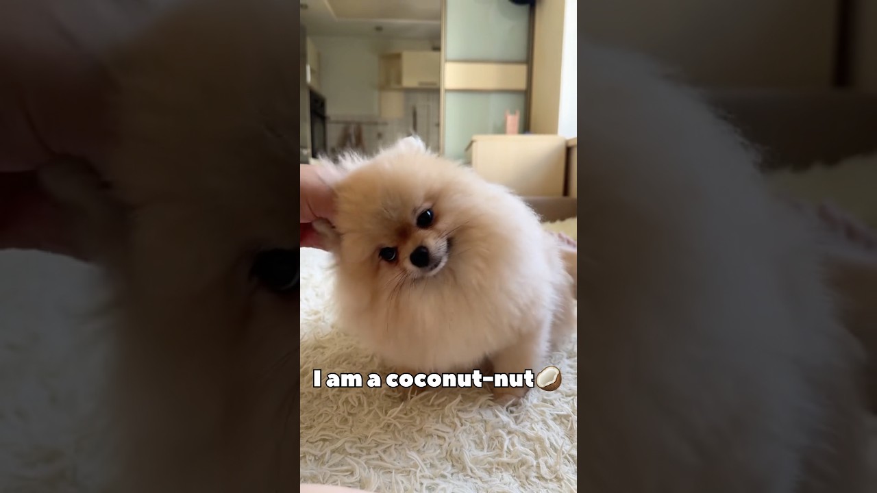 I’m coconut🥥🌴