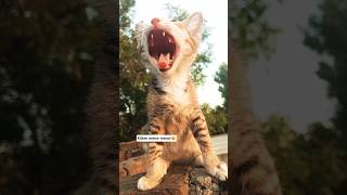 white baby kitten meow meow meow #shorts #cat #kitten