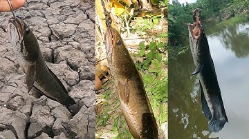 Nhấp Cá Lóc Rừng U Minh Hạ Và Những Cú Táp Mồi Kinh Khoàn