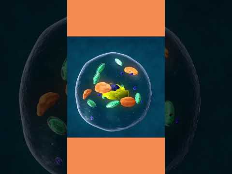 Explaining the Cell