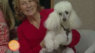 Suncoast FYI: Florida Poodle Rescue