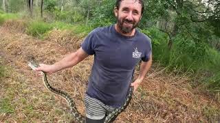 SAVING A BEAUTIFUL COASTAL CARPET PYTHON FROM BEING RUN OVER ON A RURAL QUEENSLAND ROAD//#python