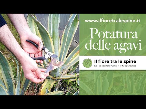 Video: L'agave è un cactus?