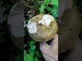 25 май 2026 г.Гълъбка,Russula,в България са установени 24 вида, три от които слабо отровни,Ст.бани.