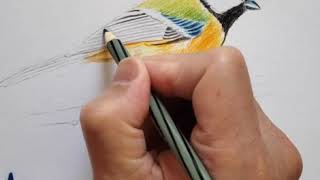 How to draw a bird with watercolour pencil