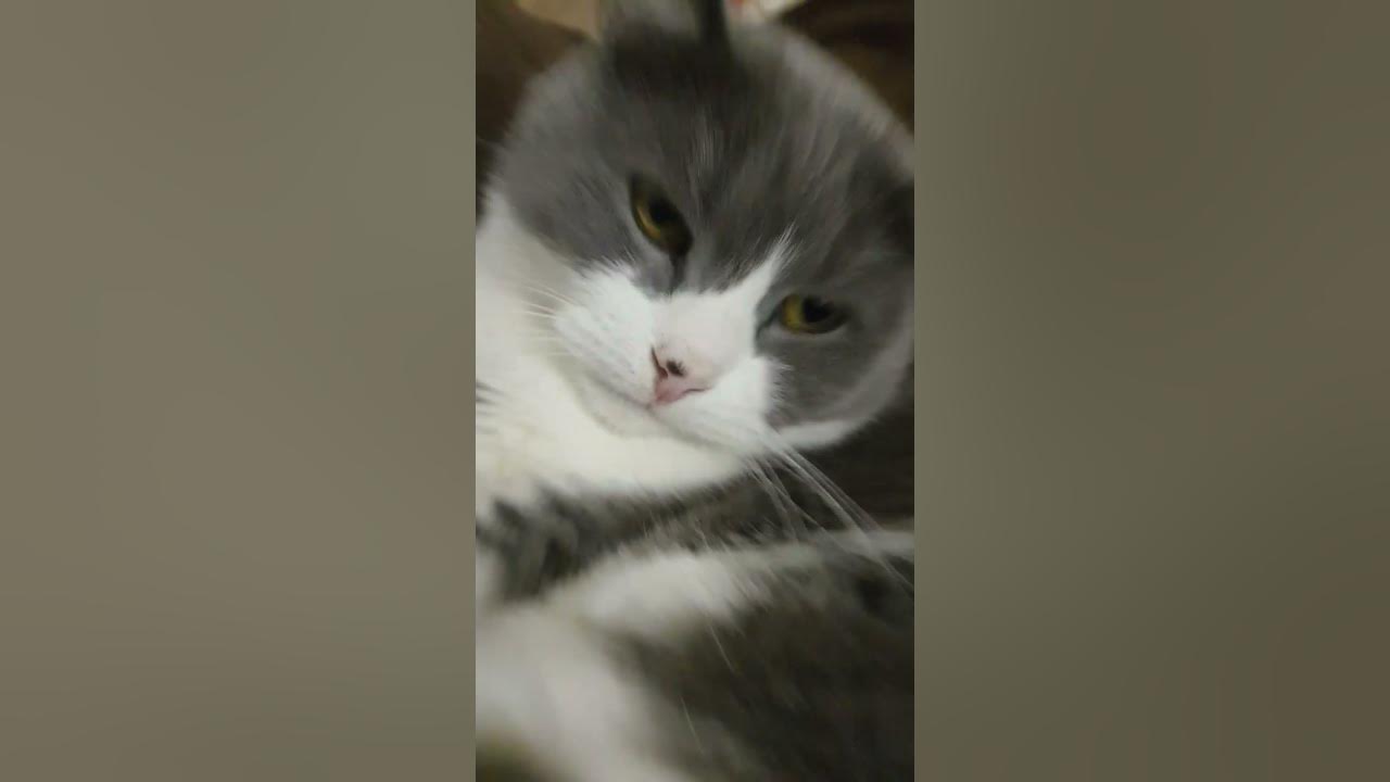 чипи чипи чапа чапа #кот #чипичапи #чапапа #tiktok - YouTube