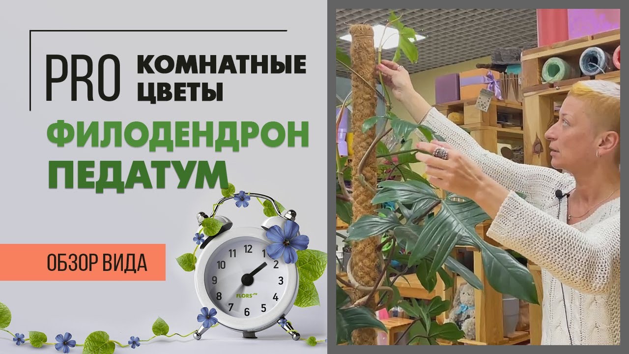 Филодендрон Педатум - очень редкий и интересный сорт | Основные правила ухода