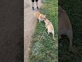 Бульдог Мигель и Корги Несмеяна #французскийбульдог