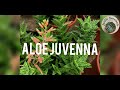 CUIDADOS Y TRASPLANTE DEL ALOE JUVENNA O ALOE ENANO