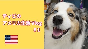 オーストラリアンシェパード Youtube