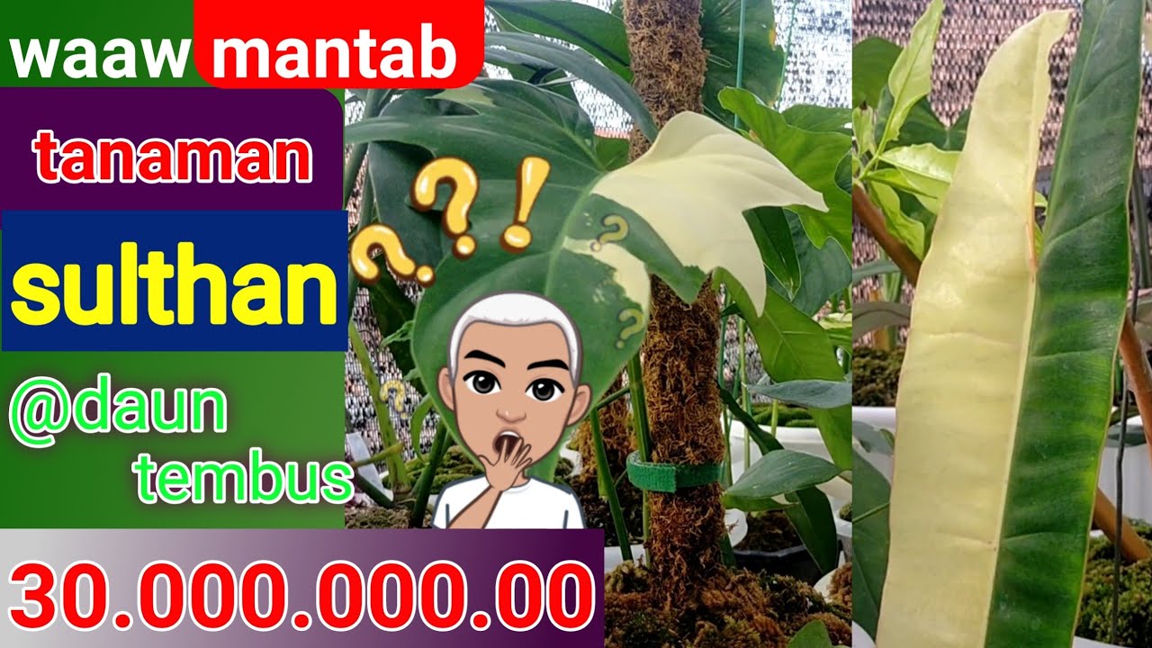 Harga perdaun aroid tanaman sulthan bikin gemes || petani 53