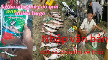 câu cá tra sông 3 4 kí giật liên tục luôn|danh fishing| câu cá tra sông