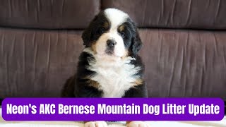 Neon's AKC Bernese Mountain Dog Litter Update