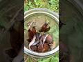слизни атакуют слизни атакуют