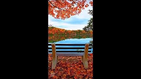 ما تيسر من سوره التوبه الشيخ سيد المطيرى صلاه التراويح 🖤🖤