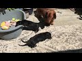 Puppies Swimming! 9.5 Week Old Dachshunds