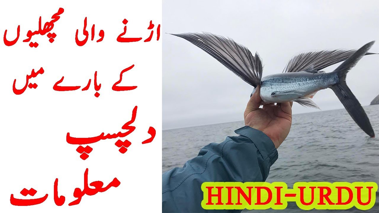 Amazing Flying Fishes short documentary in hindi and urdu 