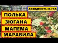 КАКОЙ СОРТ МАЛИНЫ ЛУЧШЕ ПОСАДИТЬ || САМЫЕ УРОЖАЕЙНЫЙ СОРТ МАЛИНЫ #ПОЛЬКА #ЗЮГАНА  #МАРАВИЛА