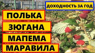 КАКОЙ СОРТ МАЛИНЫ ЛУЧШЕ ПОСАДИТЬ || САМЫЕ УРОЖАЕЙНЫЙ СОРТ МАЛИНЫ #ПОЛЬКА #ЗЮГАНА  #МАРАВИЛА