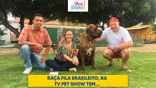 TV PET SHOW e a Raça de cão Fila Brasileiro
