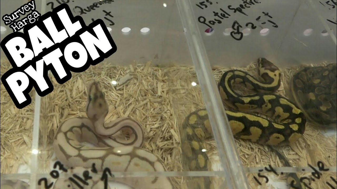 Harga Ball Python Survey Harga Ular