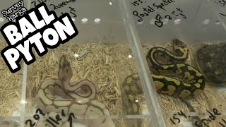 Survey Harga Ular " BALL PYTON " di " DAVID SUAREZ REPTIL"