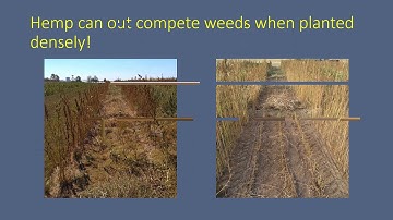 Agronomic Management of Hemp: Part 4 - Weed Management