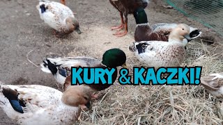 Hodowla Kur  Kaczki & Kury?! | Razem? Czy to dobry pomysł?